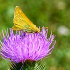 Dickkopffalter und Distelblüte