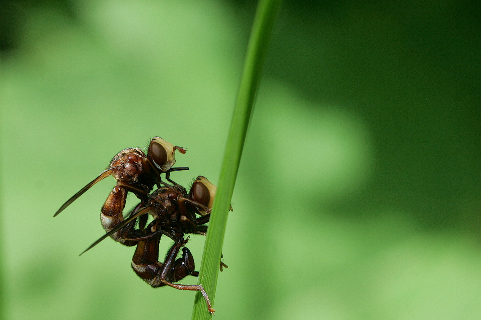 Dickkopfffliege (Sicus ferrugineus)