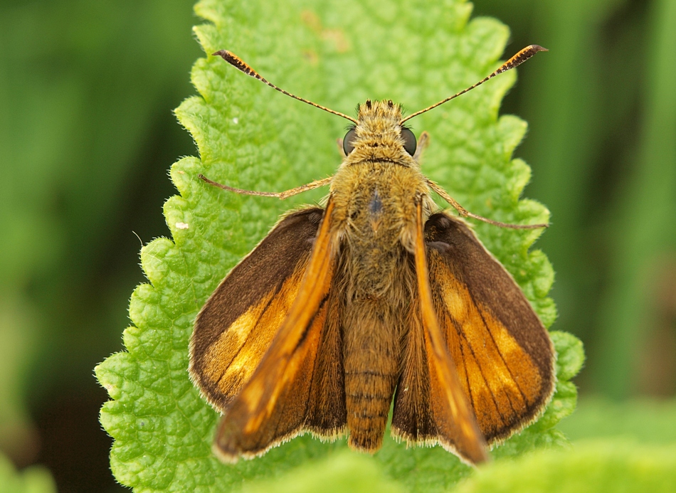 Dickkopfflater / Ochlodes sylvanus (Männchen)