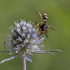 Dickkopffliege (Conops flavipes) 