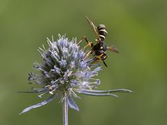 Dickkopffliege (Conops flavipes) 