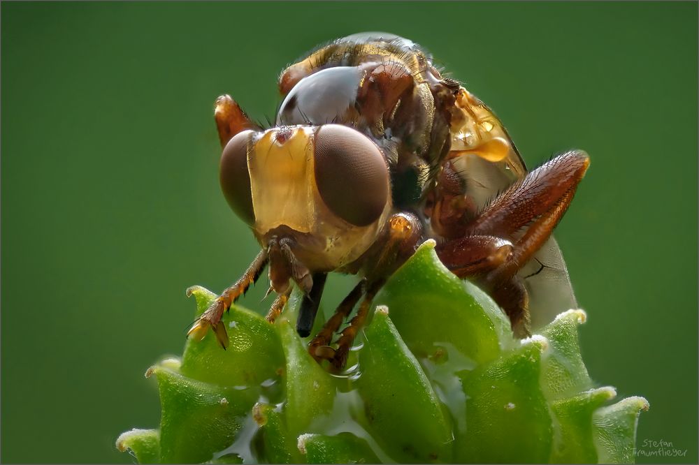 Dickkopffliege - Myopa buccata