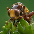 Dickkopffliege - Myopa buccata