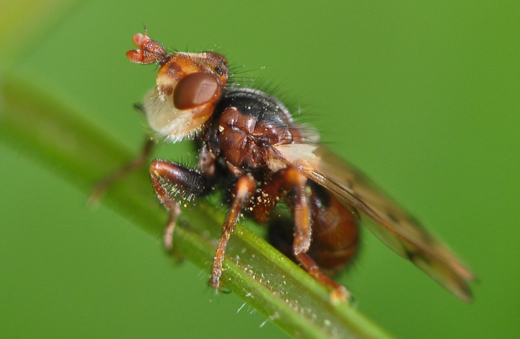 Dickkopffliege Myopa buccata