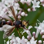 Dickkopffliege (Physocephala rufipes)