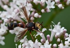 Dickkopffliege (Physocephala rufipes)