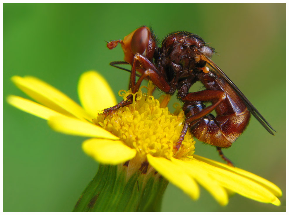 Dickkopffliege -Sicus ferrugineus-