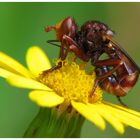 Dickkopffliege -Sicus ferrugineus-