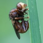 Dickkopffliege (Sicus ferrugineus)