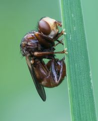 Dickkopffliege (Sicus ferrugineus)