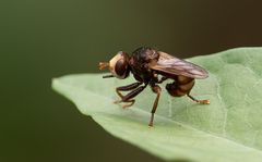 Dickkopfliege (Sicus ferrugineus)