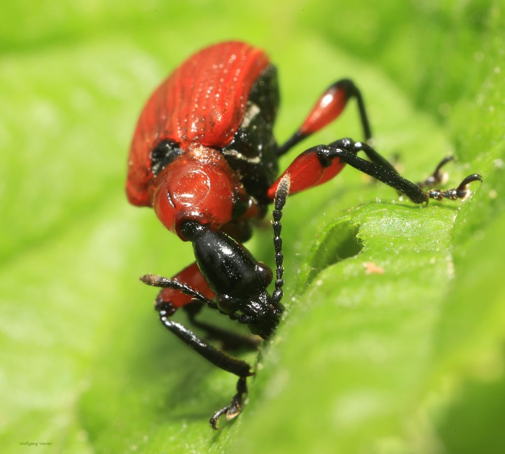  Dickkopfrüssler-Haselblattroller-Apoderus coryli