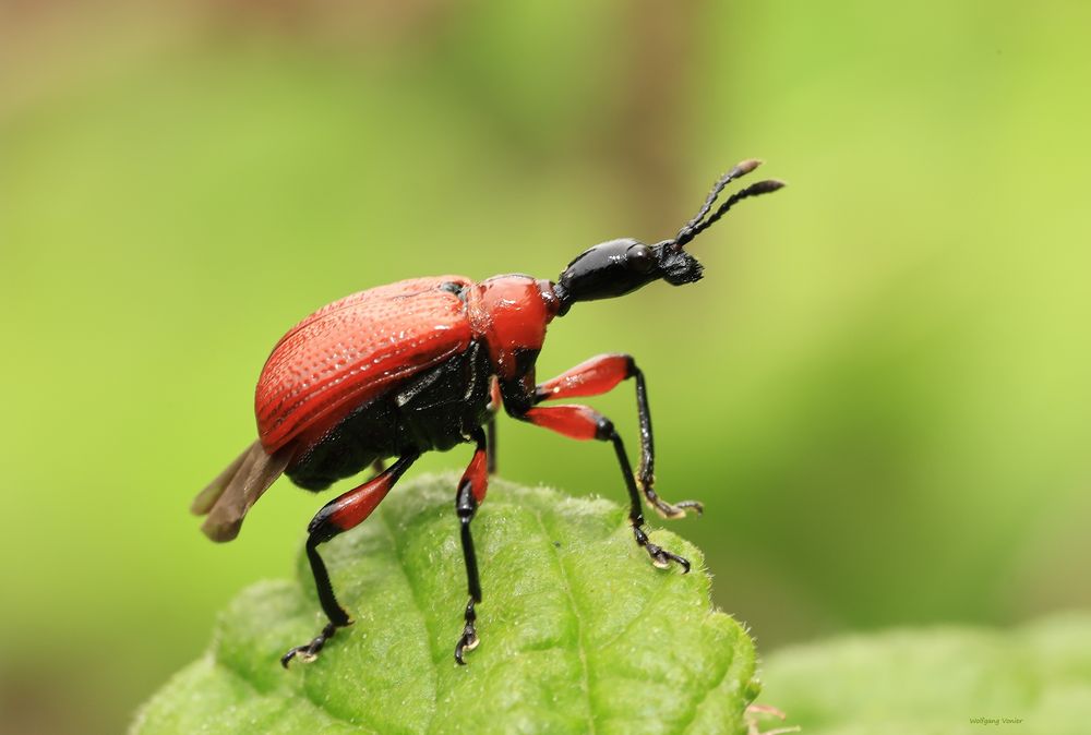  Dickkopfrüssler-Haselblattroller-Apoderus coryli