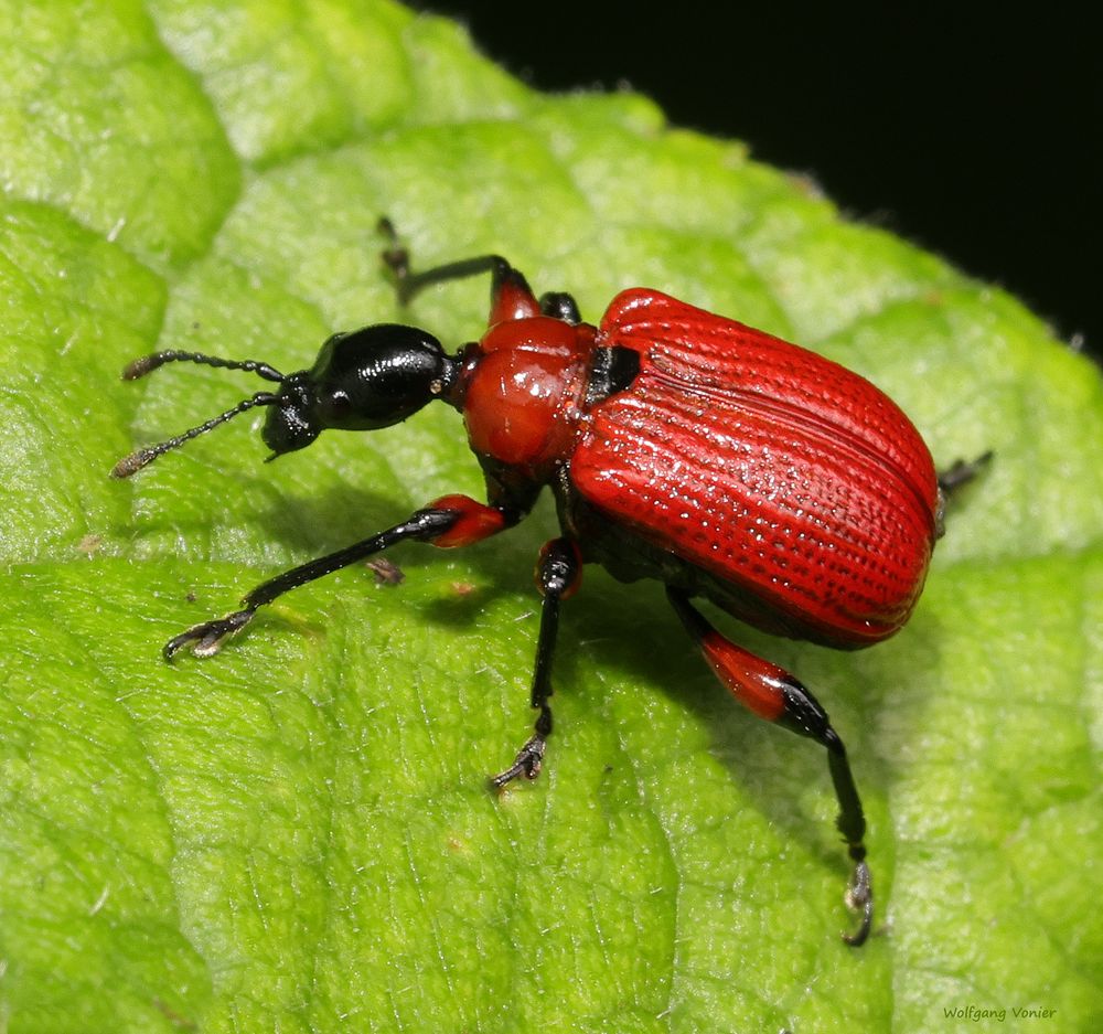 Dickkopfrüssler-Haselblattroller-Apoderus coryli