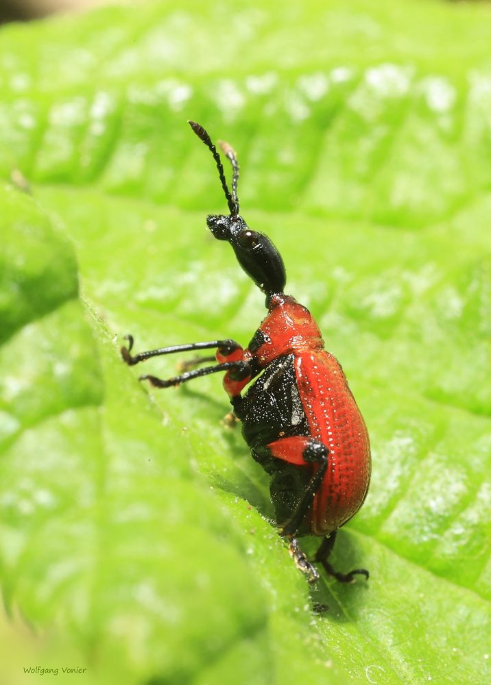  Dickkopfrüssler-Haselblattroller-Apoderus coryli