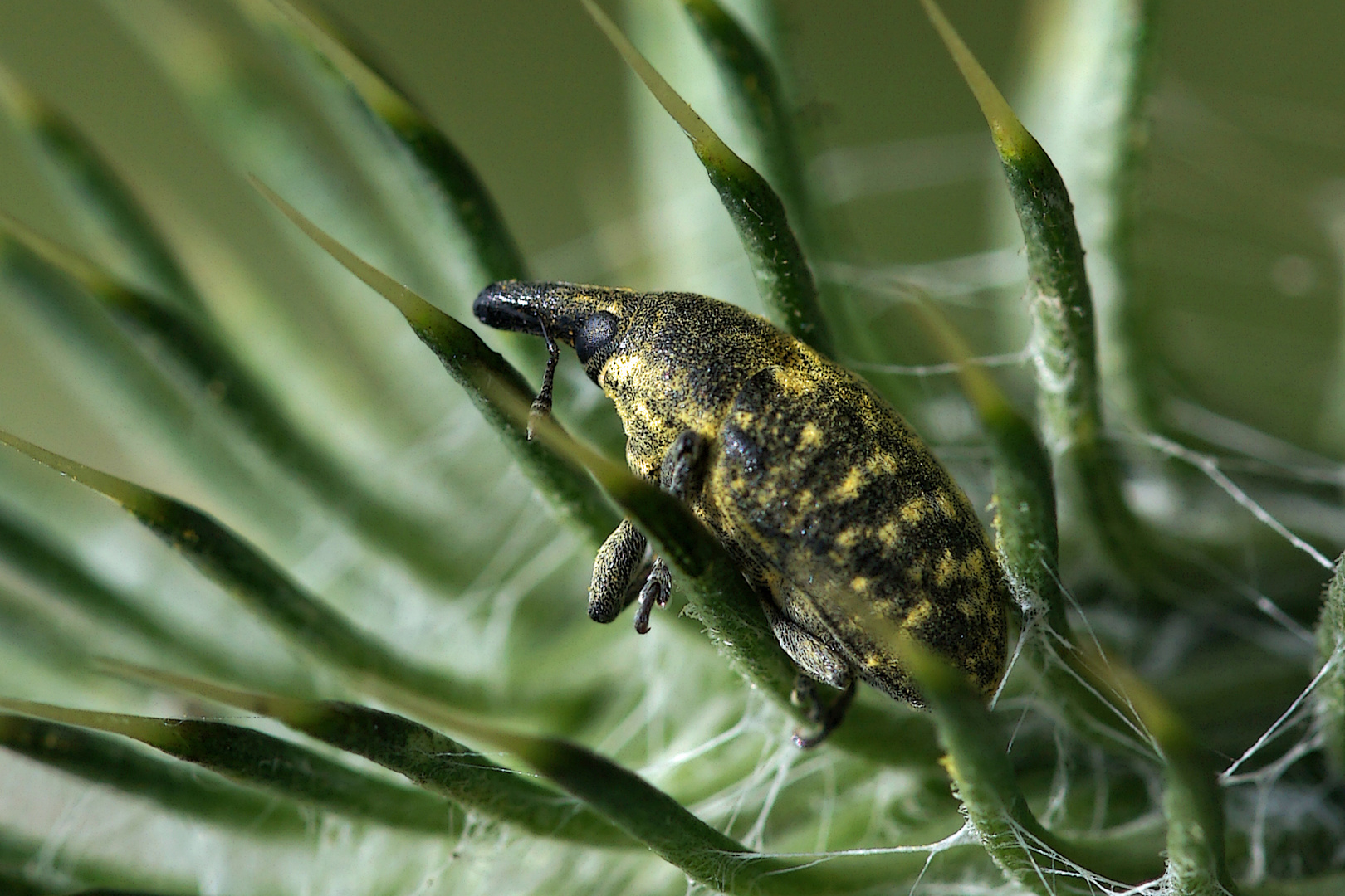   Dickmaulrüssler  Othiorhynchus 