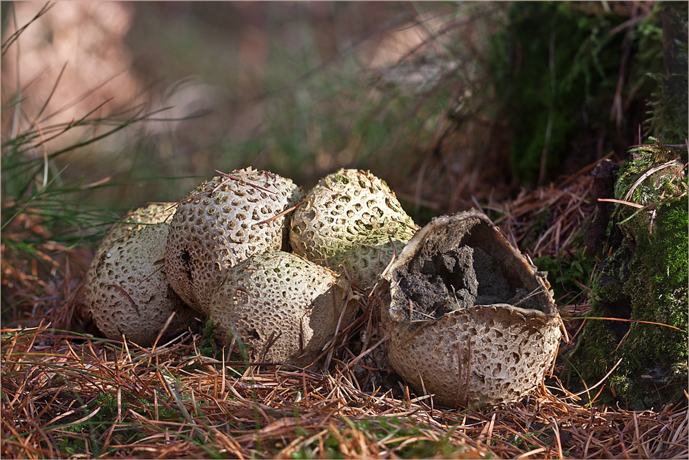 Dickschaliger Kartoffelbovist