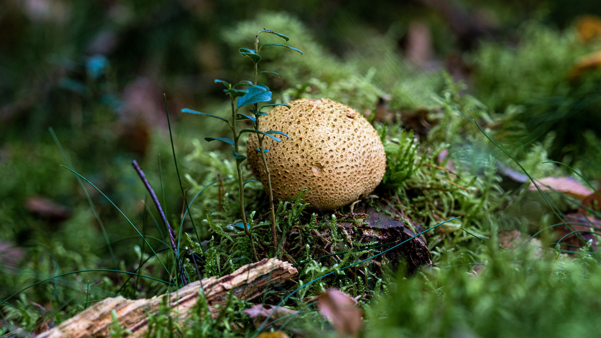 Dickschaliger Kartoffelbovist