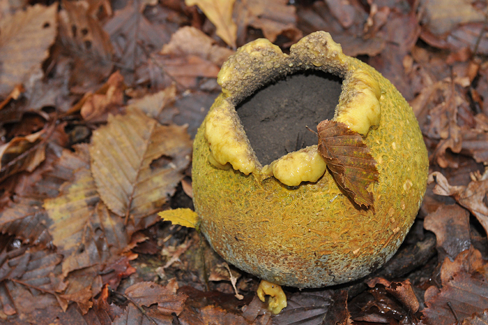 Dickschaliger Kartoffelbovist: „Peng!“