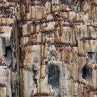 Dickschnabellummen, Brünnich's guillemots, Svalbard