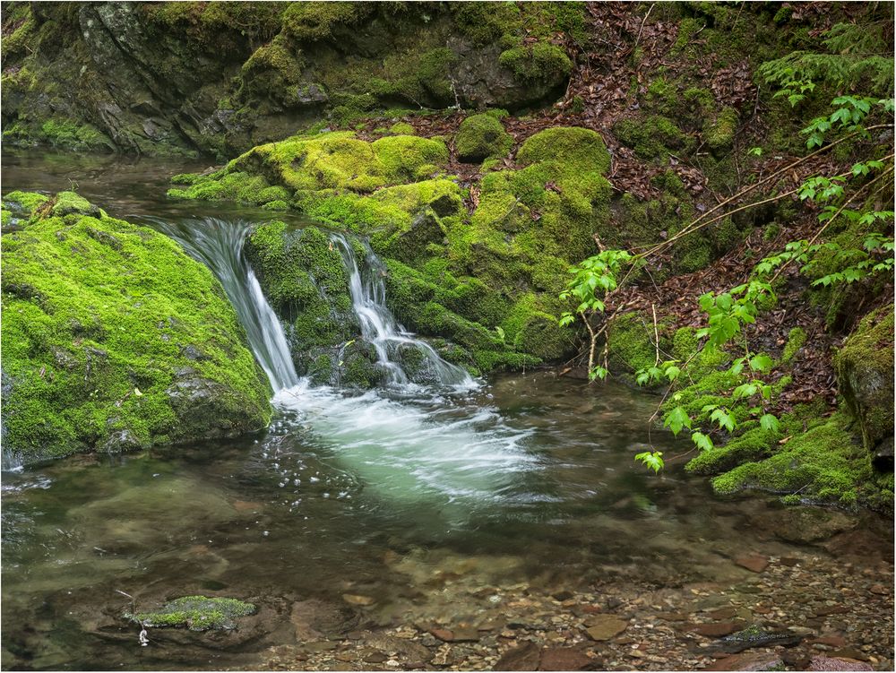 Dicksons-Falls-Trail