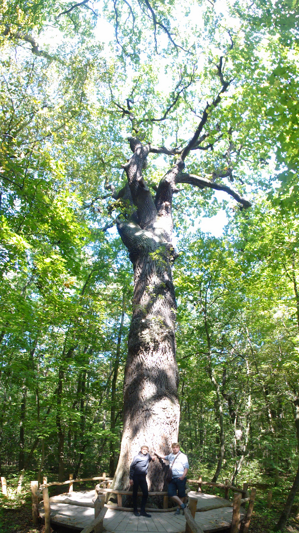 Dickster Baum Baumkronenpfad