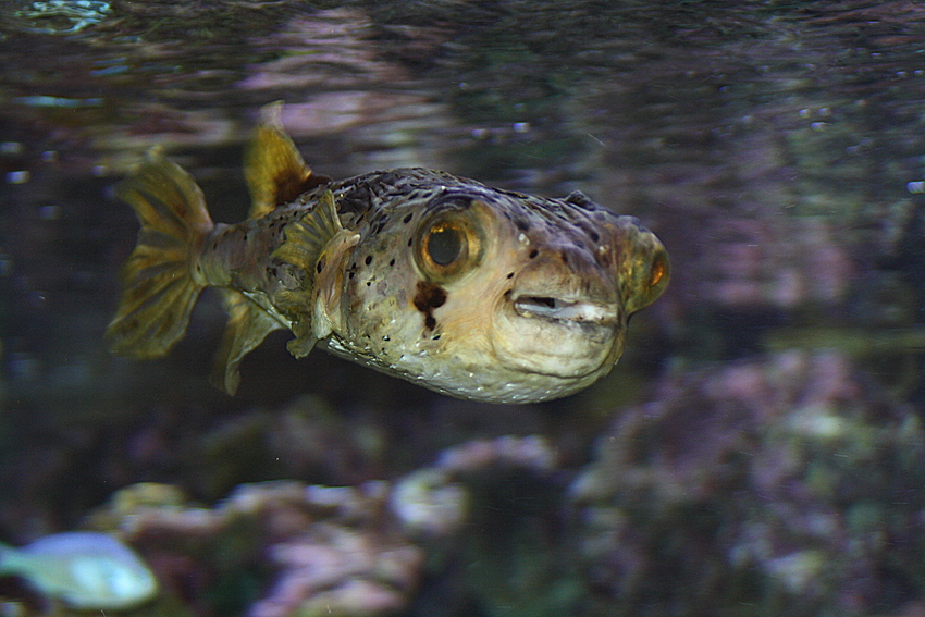 Dicotylichthys punctulatus ( Igelfisch )