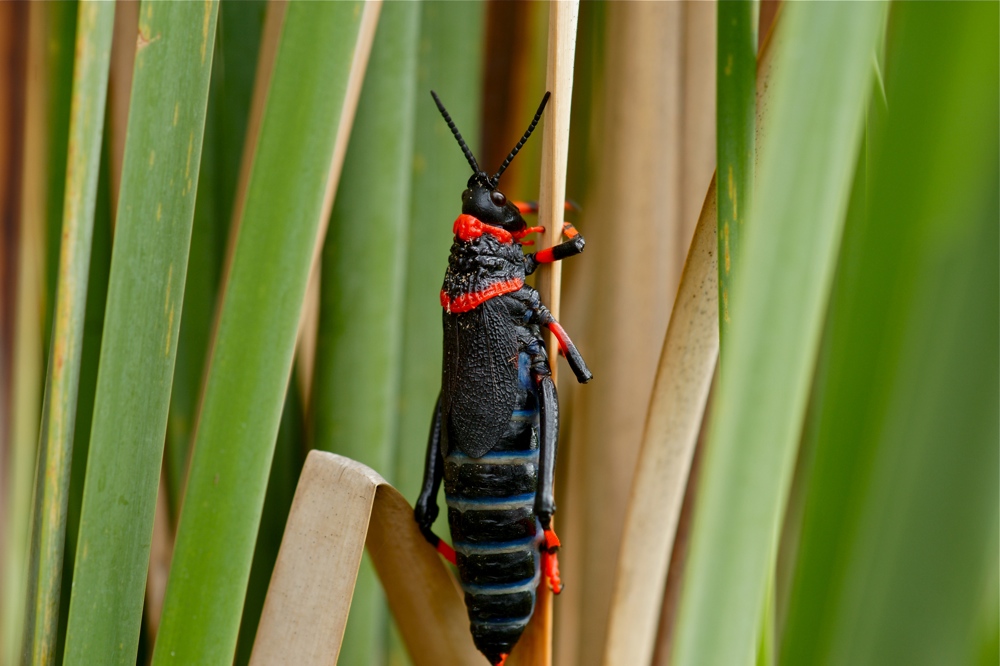 Dictyophorus spumans (Schaumschrecke) (3b)