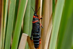 Dictyophorus spumans (Schaumschrecke) (3b)