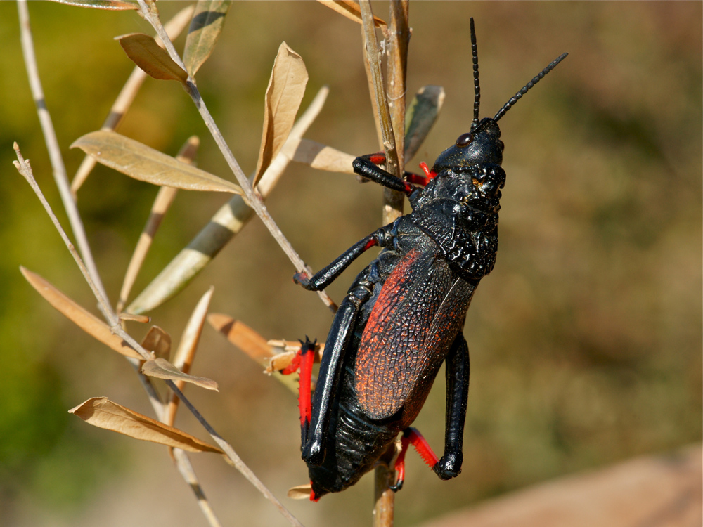 Dictyophorus spumans (Schaumschrecke) - adult (9a)