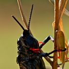 Dictyophorus spumans (Schaumschrecke) - adult (9b)