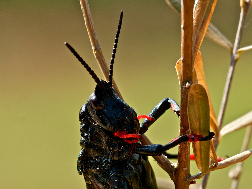 Dictyophorus spumans (Schaumschrecke) - adult (9b)