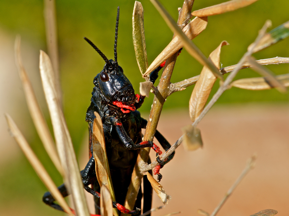 Dictyophorus spumans (Schaumschrecke) - adult (9c)