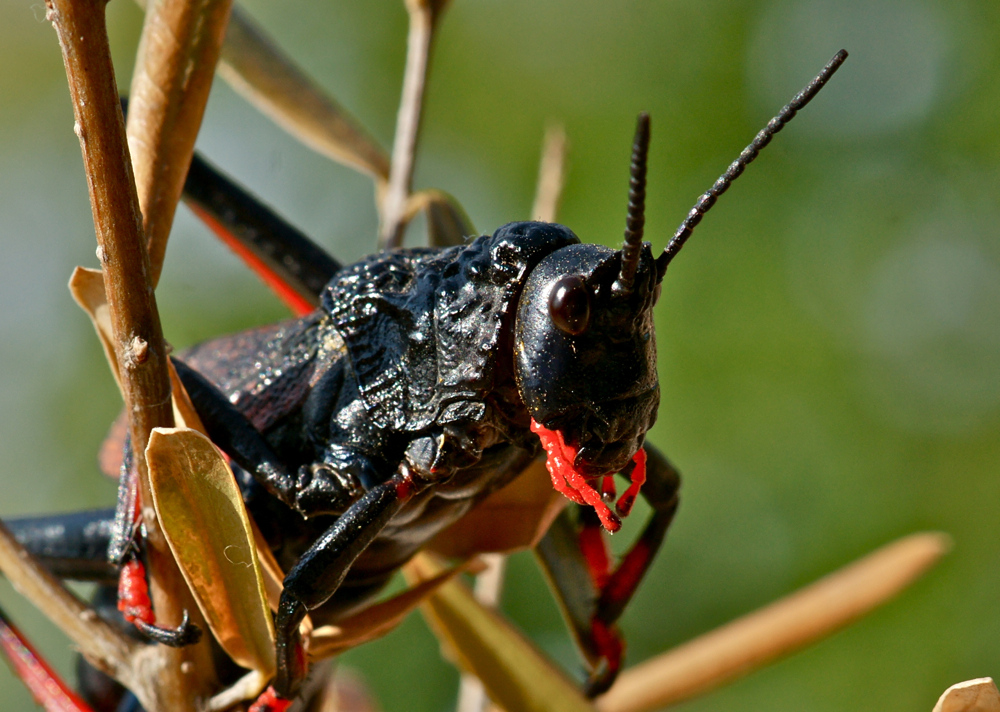 Dictyophorus spumans (Schaumschrecke) - adult (9d)