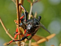 Dictyophorus spumans (Schaumschrecke) - adult (9e)