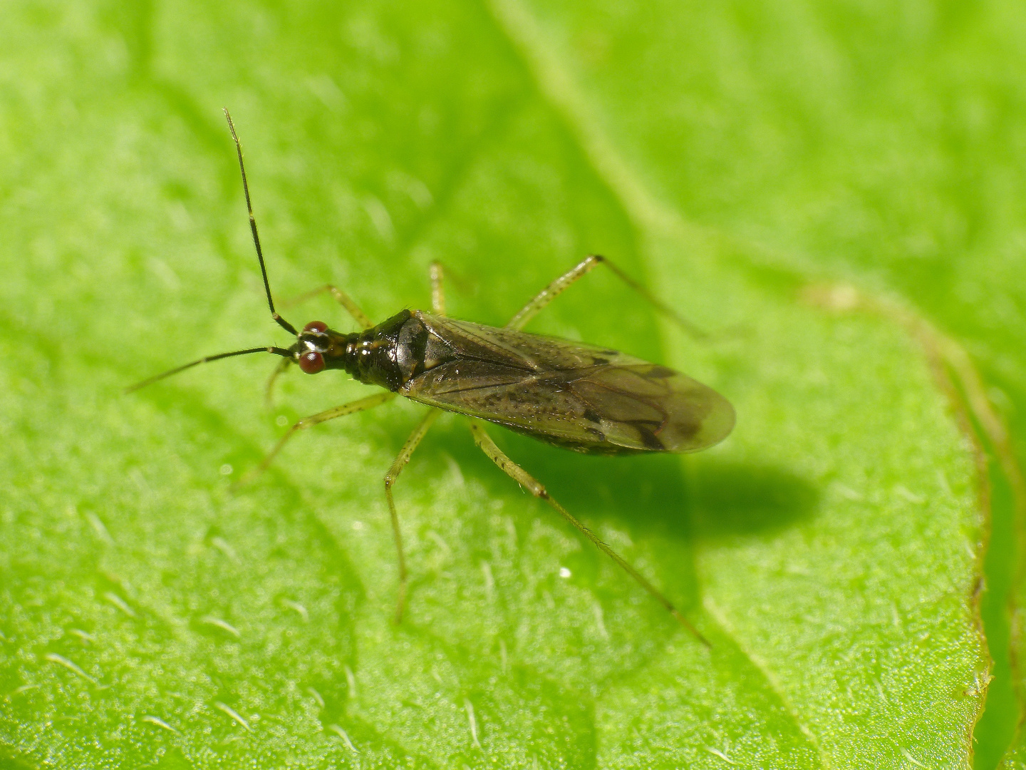 Dicyphus errans