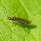 Dicyphus errans