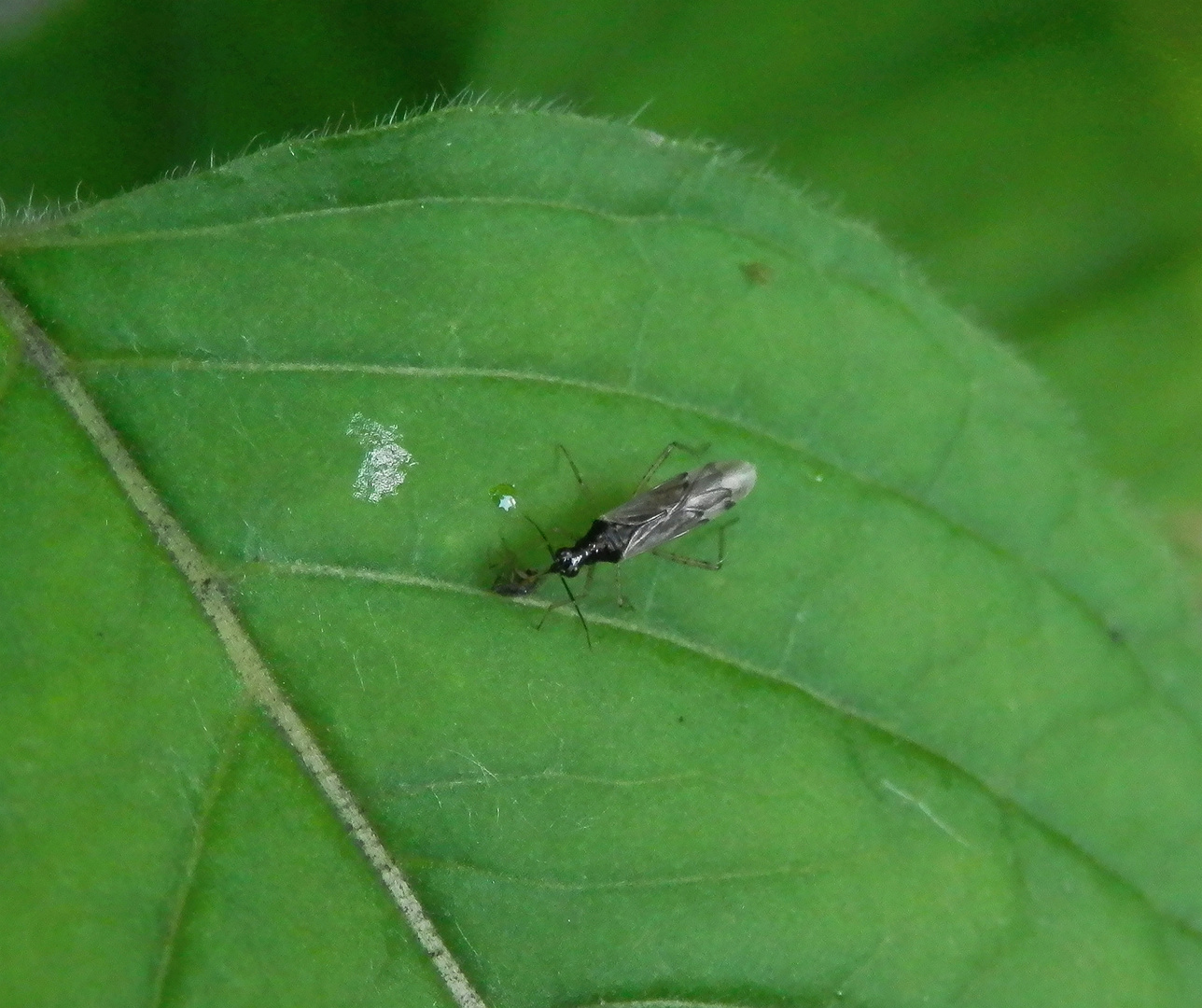 Dicyphus errans