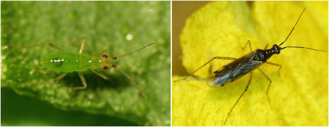 Dicyphus errans - frühe Larve und Imago