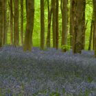 Did I Mention Bluebells?