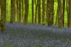 Did I Mention Bluebells?