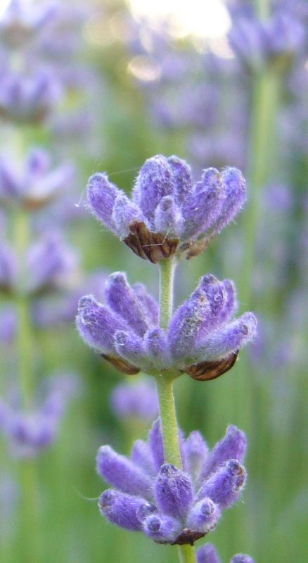 did you know that lavender have hair?