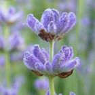 did you know that lavender have hair?