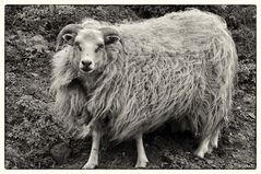 Did you see a Shaun the Sheep?