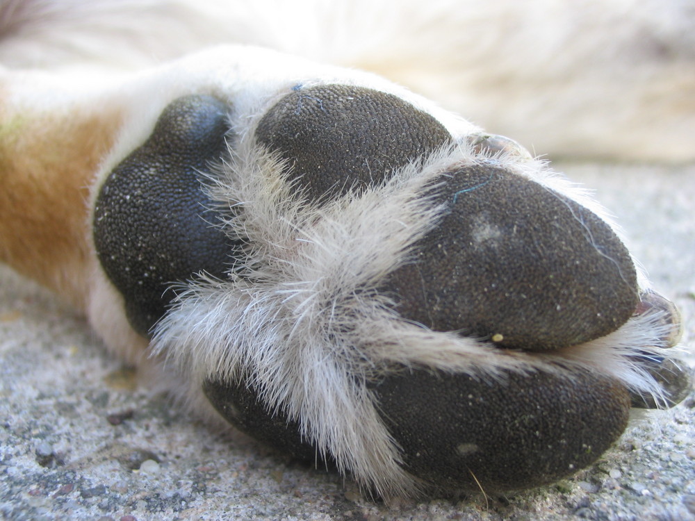 Didems Pfote Foto & Bild tiere, haustiere, hunde Bilder auf