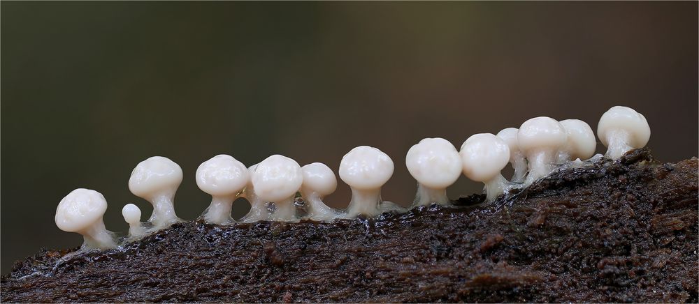 Diderma radiatum ( L.) Morgan