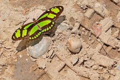 DIDO LONGWING, Philaethria dido