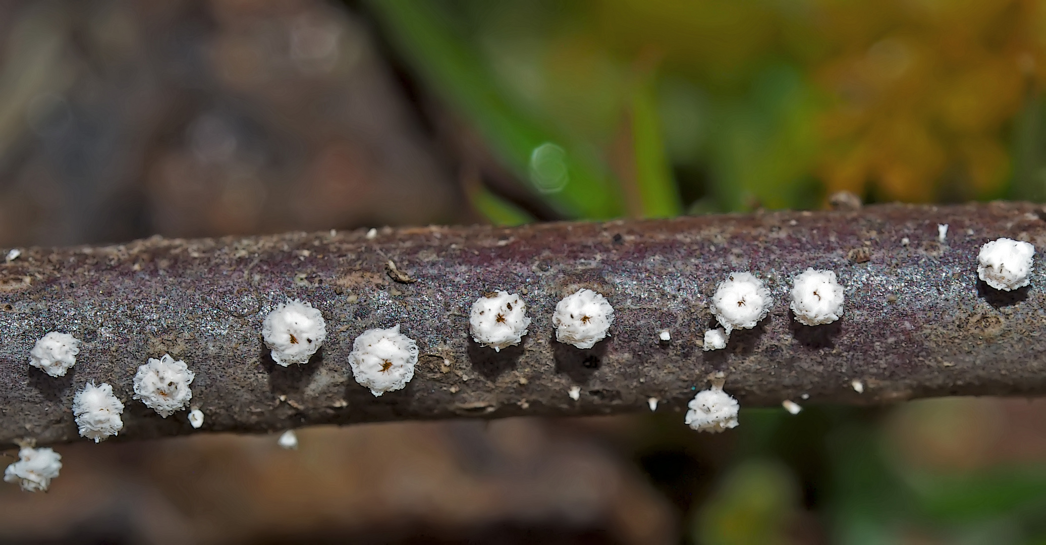 Didymium squamulosum *, ein Winzling unter den Pilzen. - Champignons qui mesurent environ 1 mm...