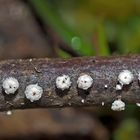 Didymium squamulosum *, ein Winzling unter den Pilzen. - Champignons qui mesurent environ 1 mm...