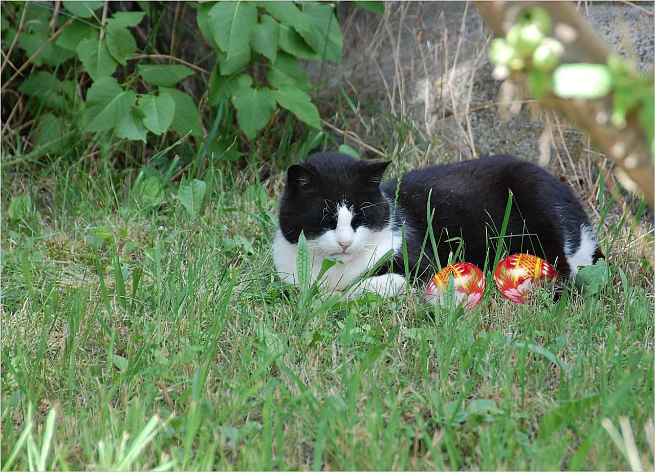 die 0sterkatze